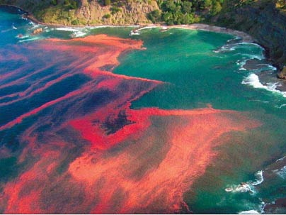 <p>red tides → massive fish kills and toxic shellfish poisoning</p>