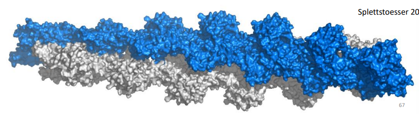 <p>7 à 8 nm de diamètre, polymère d'actines G. </p><p>Arrangement hélicoïdal dextre, </p><p>avec un tour d'hélice comportant 13 monomères et d'une longueur de 37 nm.</p>