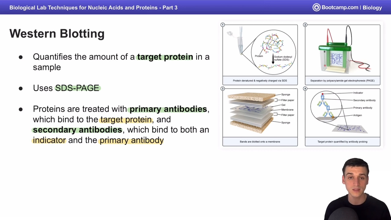 <p>Northern blotting but with SDS PAGE</p><p></p><p>and primary (bind to target protein) and secondary antiboides (multiple bind to primary antibody)</p>