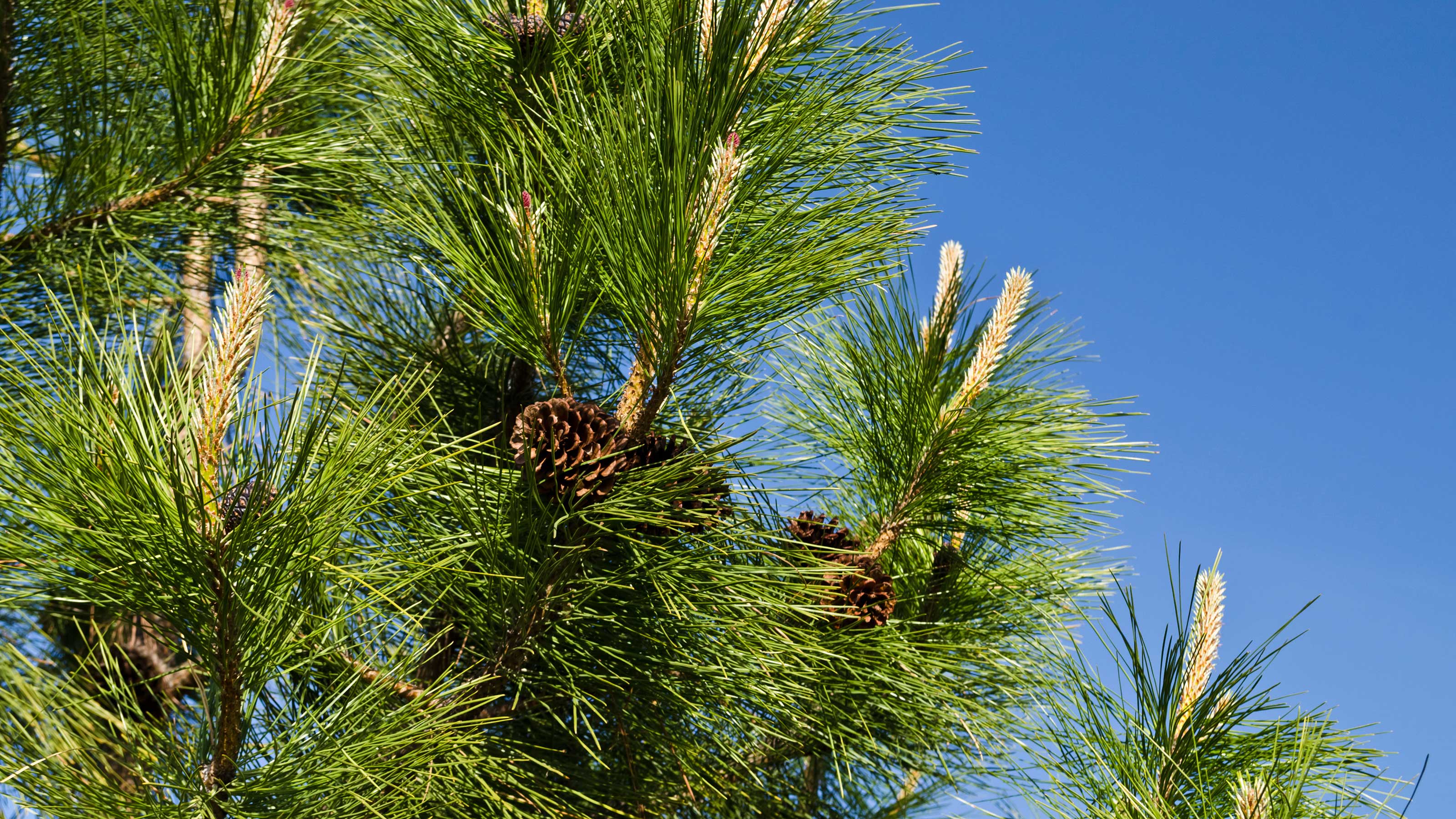 <p>Pinus ponderosa </p>