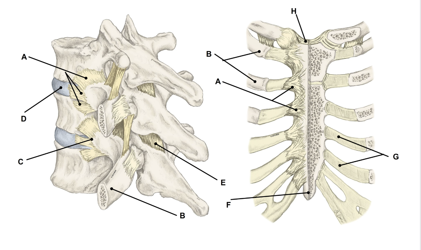 <p>Match the appropriate term with the landmark or structure </p>