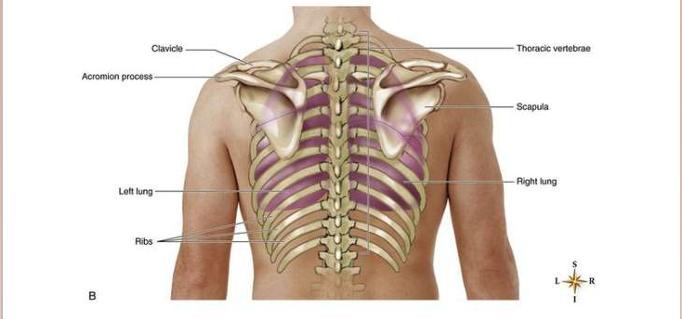 <p><strong>Where are the lungs located posteriorly?</strong></p>