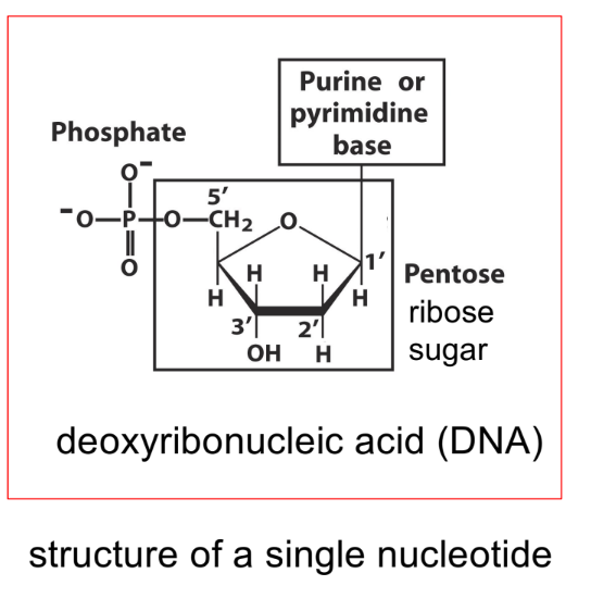 <p>DNA is 2 strands of <u>nucleotides</u> in a helix</p><p>(picture should be deoxyribose sugar ring)</p><div data-type="horizontalRule"><hr></div><p>(remember that a nucleotide is made up of 1 phosphate group, 1 sugar ring, 1 nitrogenous base)</p><p>(a nucleic acid is made of multiple nucleotides)</p>