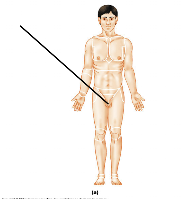 <p>Pubic</p>