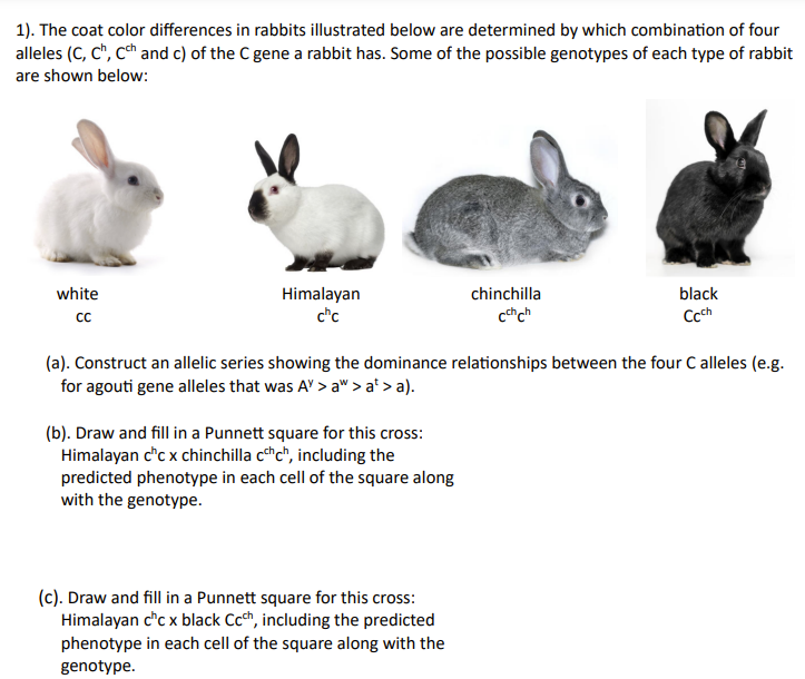 <p>is partially dominant over the himalayan and albino alleles</p>