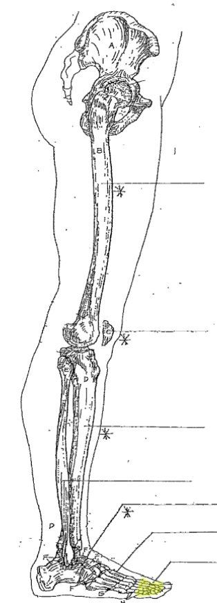 <p>What is the highlighted part of the leg? </p>