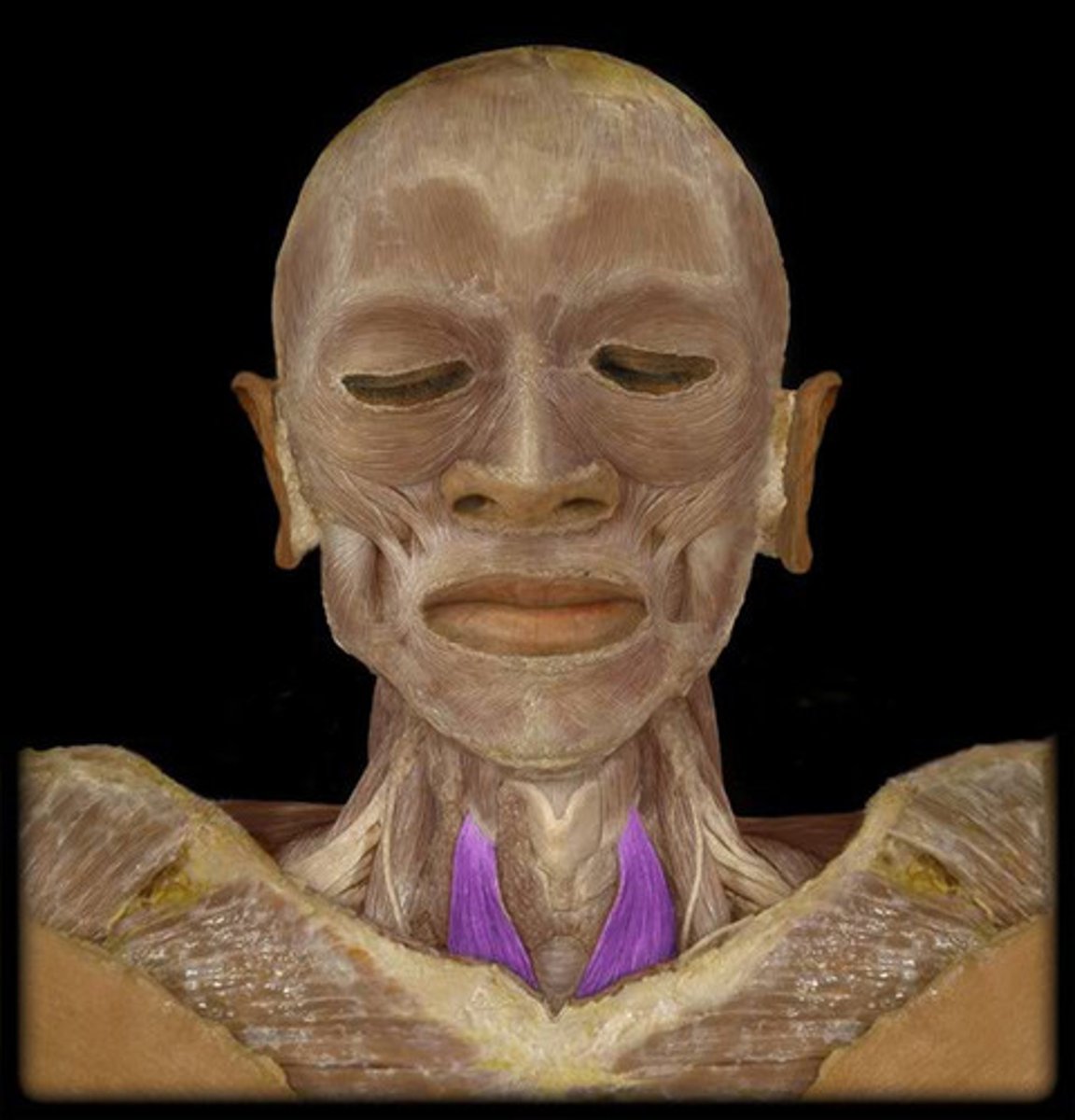 <p>Region:</p><p>Neck</p><p>Action:</p><p>Depresses larynx </p><p>Innervation:</p><p>Cervical plexus</p>
