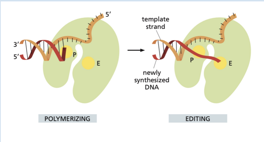 <p><strong>DIFFERENT; SAME </strong></p>