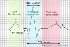 <p>P wave- first phase of the cycle and corresponds to the wave of depolarization that spreads from the sinoatrial node to the atria.</p><p>Q wave- is seen as the negative wave on ECG, small duration. second phase.</p><p>R wave- is a positive wave and is the predominant portion of the QRS complex and is followed by the S wave.</p><p>T wave- represents ventricular repolarization, or recovery of the ventricle. It is longer than the QRS complex and is followed by U wave.</p>