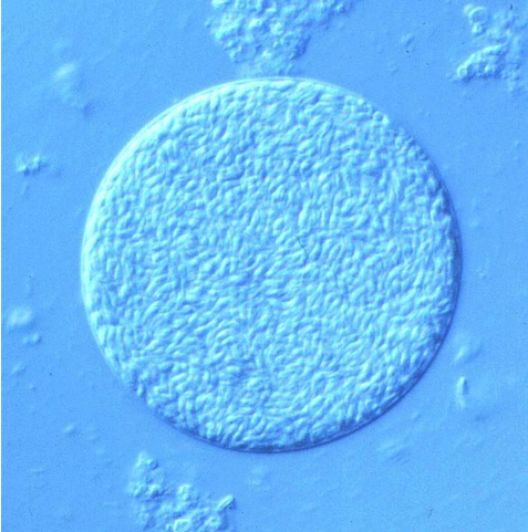 term image