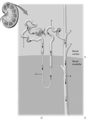 <p>18) Identify the structure marked as "3."</p><p>A) collecting duct</p><p>B) proximal tubule</p><p>C) renal corpuscle</p><p>D) distal tubule</p>