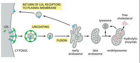 <p>Molecules bind to receptors and enter cells in coated pits. Common example is cholesterol, needed for the plasma membrane. </p><ul><li><p>The LDL hits the LDL receptors on the outside of the plasma membrane. </p></li><li><p>The receptors clump together, and on cytoplasmic side bind to adaptor proteins, which recruit clathrin coating. </p></li><li><p>The vesicle forms and sheds the coating. </p></li><li><p>It then fuses with an early endosome and the receptor returns to the plasma membrane. </p></li><li><p>The late endosome fuses with a lysosomes and cholesterol gets release into cell so it can be used.</p></li></ul><p></p>