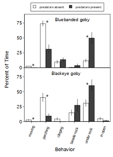 <p>growth lower around predators —> lower fitness = foraging less and more stressed</p><p>recruitment enhanced by presence of conspecifics and decrease with presence of predators</p>