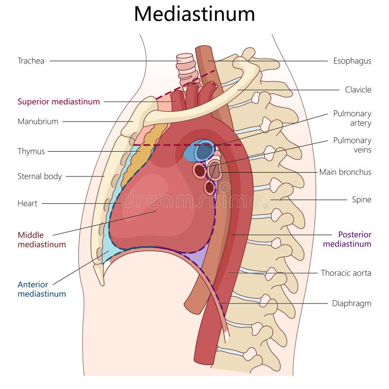 <p>The thick partition between the two lungs where the heart lives </p>