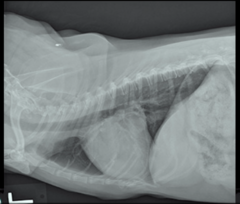 <p>This is a left lateral of a dog. Heart is too tall and too wide which you can tell WHY? Because of deviation of what other structure?</p>
