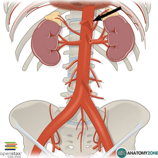 <p>Identify the structure indicated by the arrow</p>