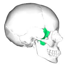 <p>What Skull bone is this?</p>