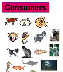 <p>Organisms that obtain energy by consuming other organisms, including herbivores, carnivores, omnivores, and decomposers.</p>