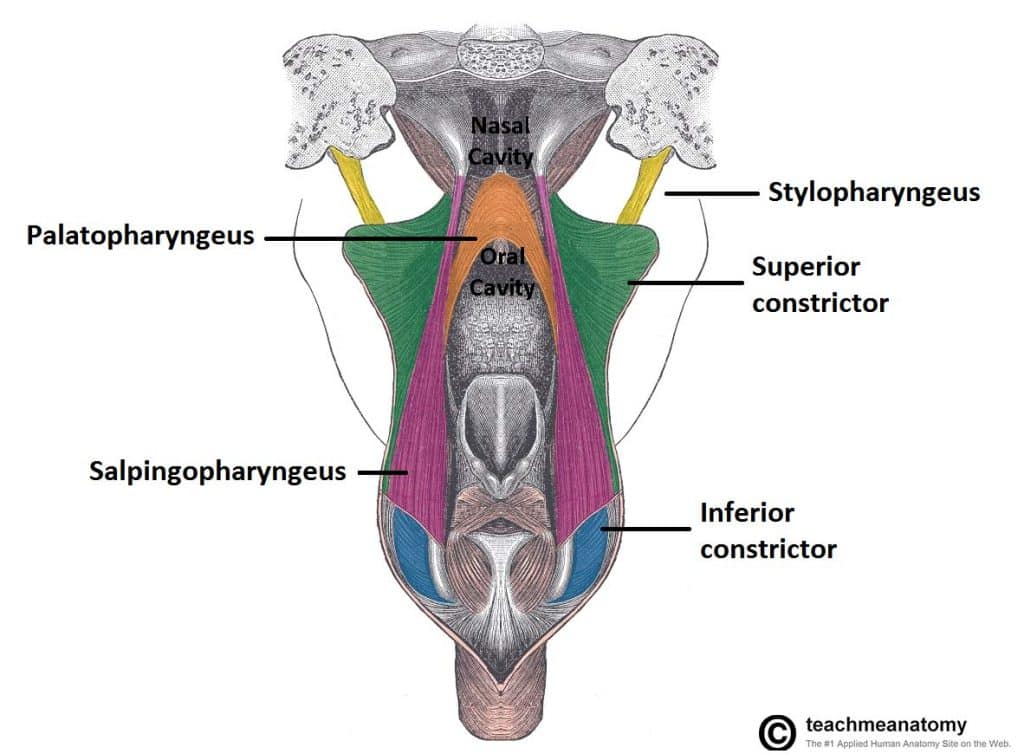 <p><span>Palatopharyngeus</span></p><p><span>Stylopharyngeus</span></p><p><span>Salpingopharyngeus</span></p><p><span>Function: Elevatory movements</span></p>