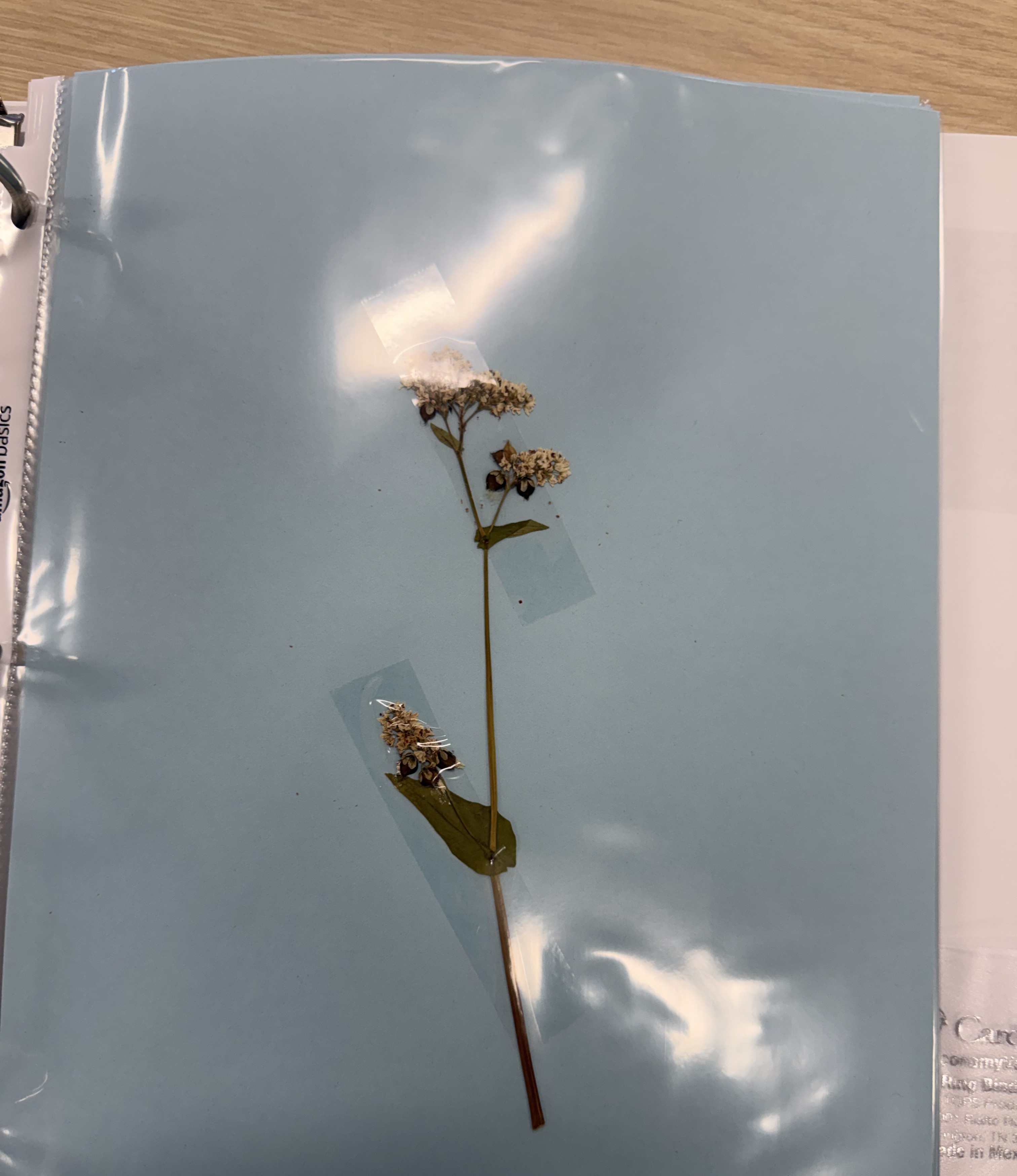 <p>Buckwheat</p>
