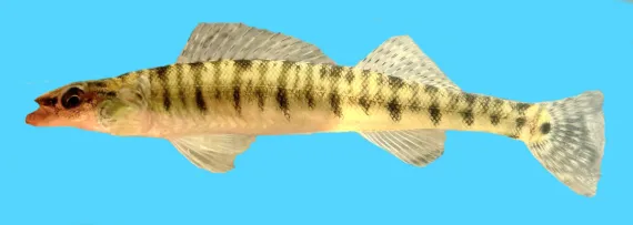 <p>Percidae</p><p><span>Percina macrolepida (Bigscale logperch)</span></p>