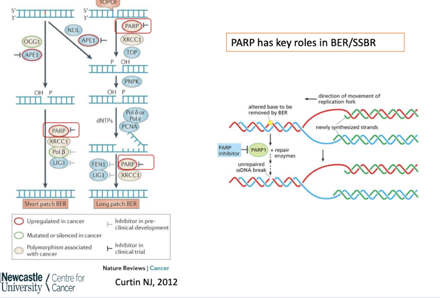 <ul><li><p><strong>Damage recognition:</strong> DNA glycosylases (e.g. OGG1, NEIL) recognise and remove damaged base → creates abasic (AP) site</p></li><li><p><strong>AP site processing:</strong> APE1 cuts the DNA backbone at the AP site</p></li><li><p><strong>End processing:</strong> Enzymes (e.g. PNKP) prepare DNA ends for repair</p></li><li><p><strong>Gap filling:</strong> DNA polymerase (Pol β or Pol δ/ε) inserts correct nucleotide(s)</p></li><li><p><strong>Ligation:</strong> DNA ligase (LIG3 or LIG1) seals the strand</p></li></ul><p><strong>Key role of PARP:</strong></p><ul><li><p>Detects single-strand breaks and recruits repair proteins (e.g. XRCC1)</p></li><li><p>Inhibition → unrepaired SSBs → collapse into DSBs during replication</p></li></ul><p></p>