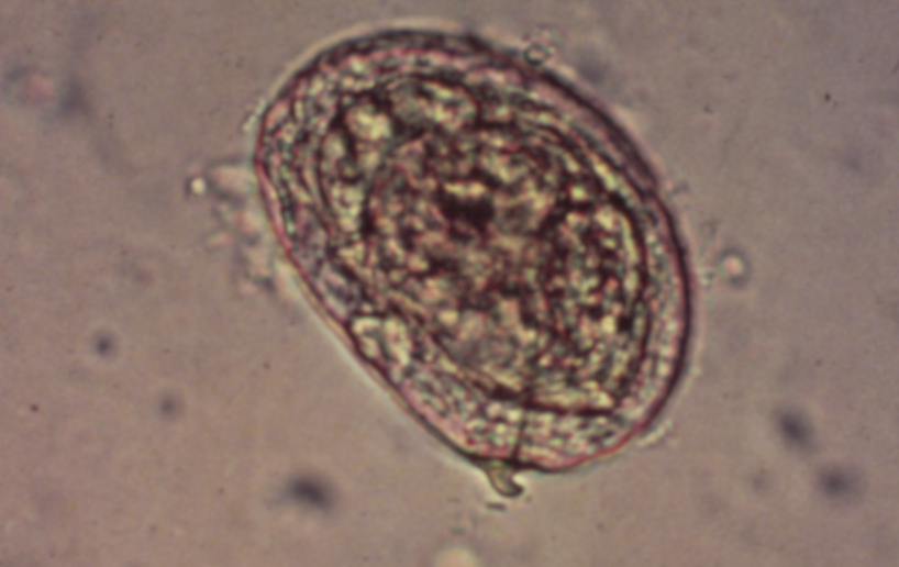term image