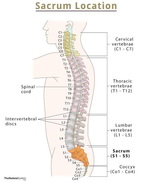 <p>5 fused vertebrae.</p>