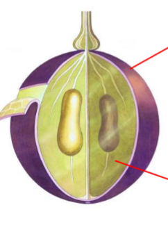<p>What 3 things are in the Pulp or Flesh of a grape?</p>