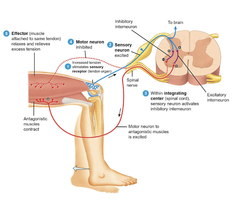 <p><strong>Tendon reflex</strong></p>
