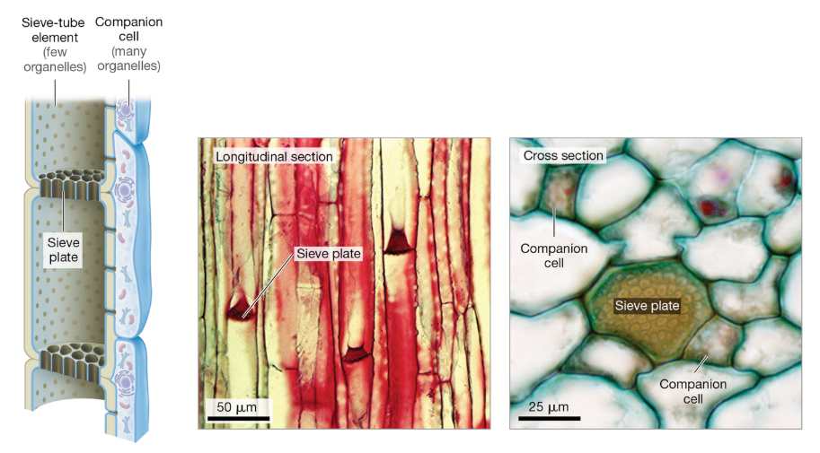 <p>Phloem: Structure and Function</p>