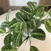 <p>The Prayer plant</p>
