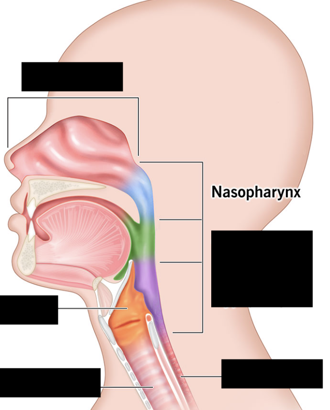 <ul><li><p>Behind nasal cavity</p></li><li><p>Air passage only</p></li><li><p>Contains openings of auditory tubes.</p></li></ul><p></p>