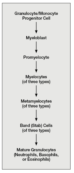 <p>What is <strong>Granulopoiesis?</strong></p>