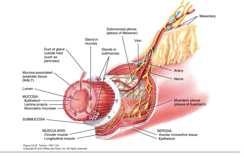 <ul><li><p>outermost covering of organs suspended in abdominopelvic cavity</p></li><li><p>also called visceral peritoneum</p></li><li><p>consists of areolar connective tissue and epithelium</p></li></ul><p></p>