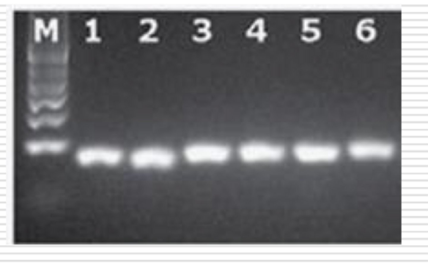 <p>end of the reaction (gel electrophoresis)</p>