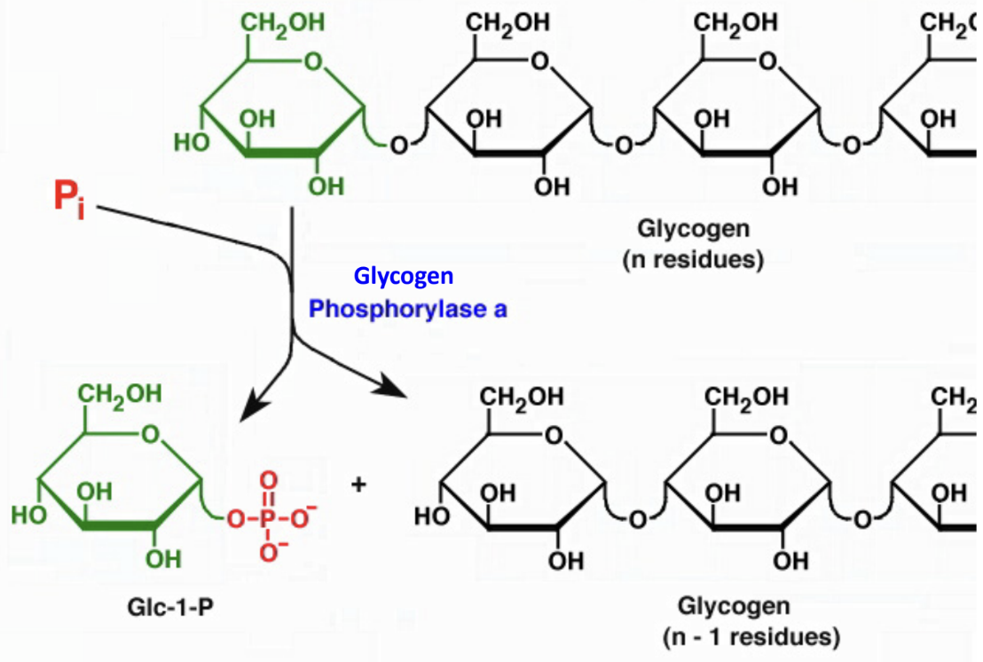 <p>What product is released by glycogen phosphorylase?</p>