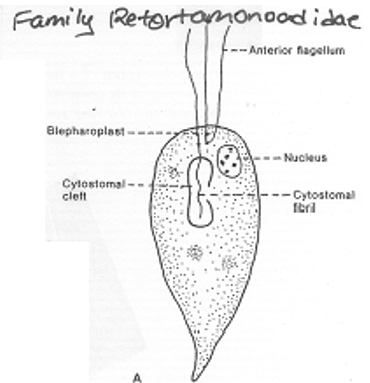 <p>What organism’s Anatomy is this? (3 Flagella)</p>