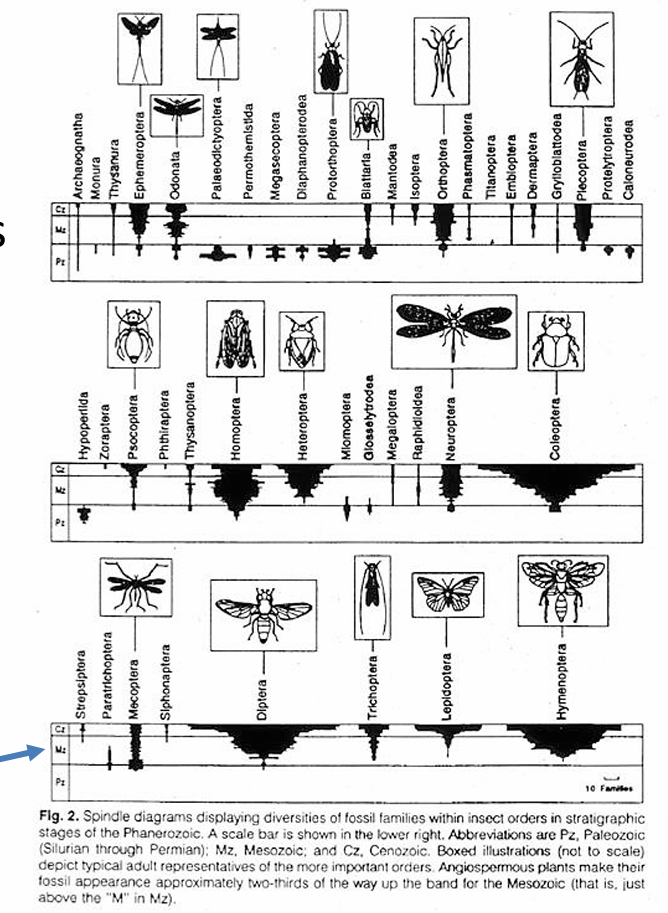 <p>why are insects successful?</p>