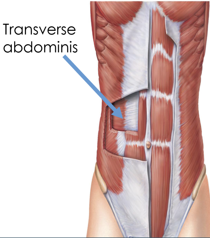 <p>Transverse abdominis</p>