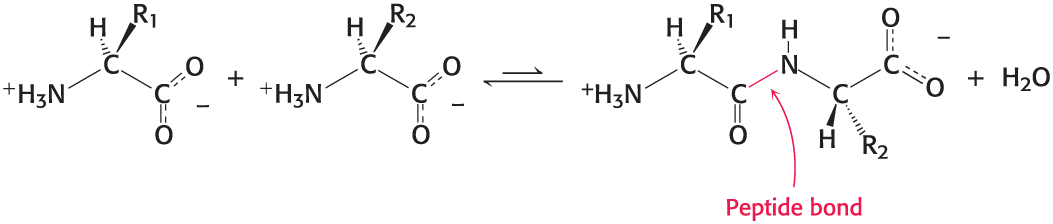 <p><span>A covalent linkage formed between the α-carboxyl group of one amino acid and the α-amino group of another.</span></p>