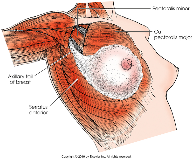 <p>attach anteriorly at ribs 2-7</p><p>extend from the lateral margin of the sternum to the axillary plane and form a tear drop shape </p><p>the <em>axillary tail-</em> extends from the upper lateral aspect of the breast to the armpit region</p><p>(composed of various structures that all them to change in shape and composition as the body changes)</p>