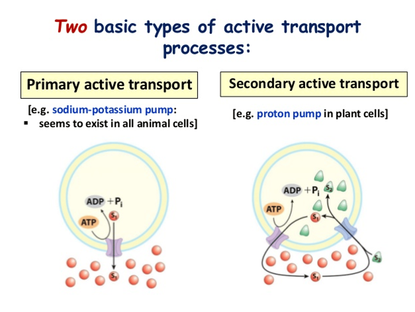 <p>Primary - transport w ATP</p><p>Secondary- symport and antiport</p>