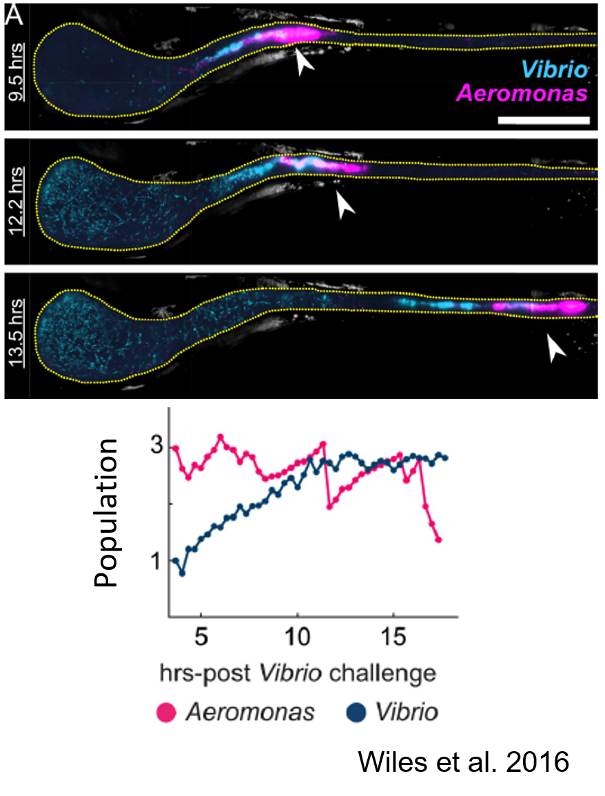 <p>You are curious about the mechanism of competitive exclusion present in the larval zebrafish gut so you fluorescently label <em>Vibrio</em> and <em>Aeromonas</em> and run the same colonization challenge experiment as before but measure the presence of each species over a smaller time scale (hours vs. days). The results from your experiment are shown in log scale below:</p><p>Based on the data, the amount of <em>Vibrio</em> increases exponentially in the larval zebrafish gut.</p><p>True/False</p><p>Cannot be determined</p>