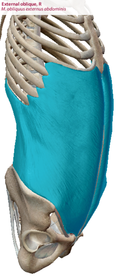 <p>External oblique Origin</p>