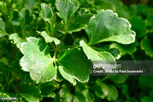<p>scalloped leaf margin</p>