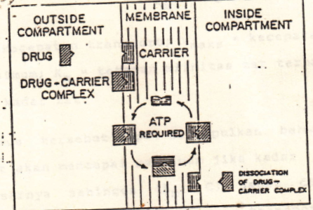 <ul><li><p><span style="background-color: transparent; font-family: "Arial Rounded", sans-serif;">Sel menyediakan pembawa berupa protein&nbsp;dan energi (ATP) yg diperlukan dalam proses </span></p></li></ul><ul><li><p><span style="background-color: transparent; font-family: "Arial Rounded", sans-serif;">Gerakan zat menentang gradien konsentrasi (dari konsentrasi rendah ke konsentrasi tinggi) untuk ion 🡪 melawan gradien Elektrokimia</span></p></li></ul><ul><li><p><span style="background-color: transparent; font-family: "Arial Rounded", sans-serif;">Jumlah carrier terbatas 🡪 transport aktif dapat&nbsp;mengalami keadaan jenuh 🡪 kenaikan kadar zat yg&nbsp;akan ditransport tidak lagi meningkatkan kecepatan transport 🡪 terjadi kompetisi inhibisi antara zat-zat yg memp. struktur serupa misalnya antara glukosa &amp; galaktosa</span></p></li><li><p><span style="background-color: transparent; font-family: "Arial Rounded", sans-serif;">Transport aktif butuh energi maka dihambat oleh zat/keadaan yg mengganggu produksi ATP. Misal : Dinitrofenol, flourida, Anoksia, dan pendinginan</span></p></li></ul><ul><li><p><span style="background-color: transparent; font-family: "Arial Rounded", sans-serif;">Zat-zat yang mengalami transport aktif : Na<sup>+</sup> , K<sup>+</sup> , Ca<sup>2+</sup> , Fe<sup>3+</sup> , I <sup>-</sup> ,monosakarida</span><br></p></li></ul><p><br></p>