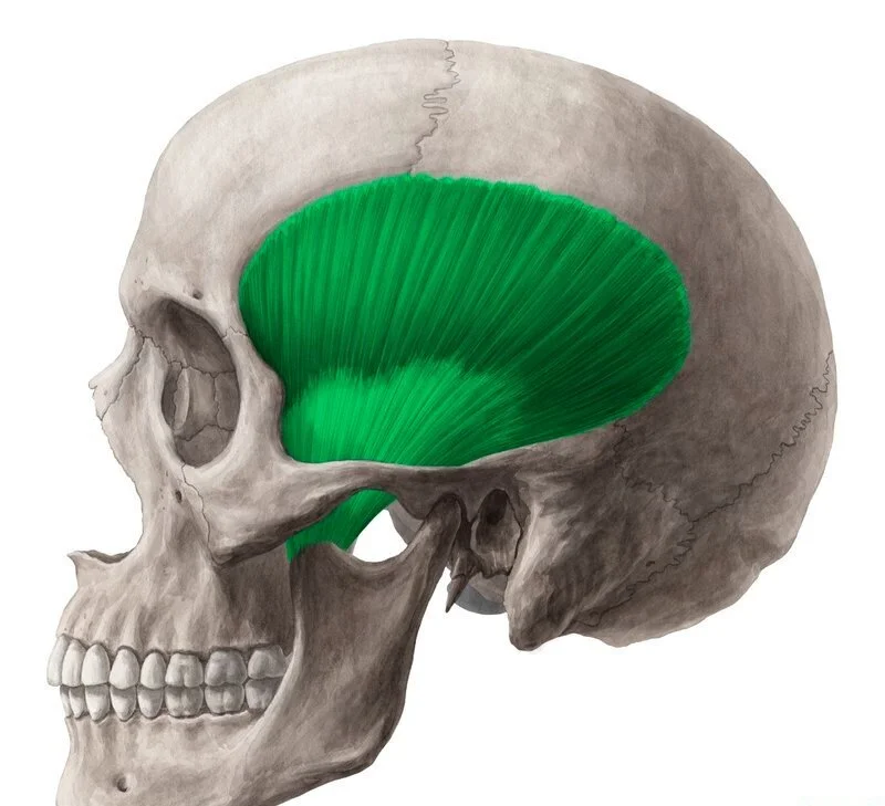 <p>what muscle is this</p>