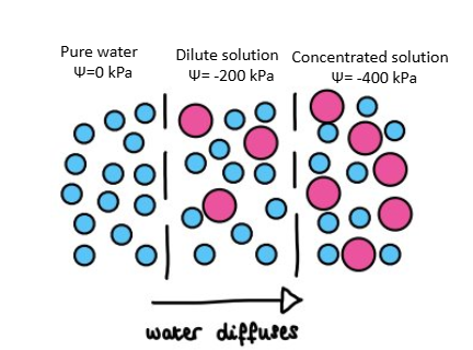 <p>Osmosis is the movement of water molecules from a region of higher water potential to a region of lower water potential through a partially permeable membrane.</p>