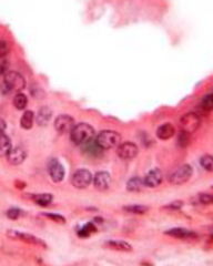 <p>Identify cell type</p>